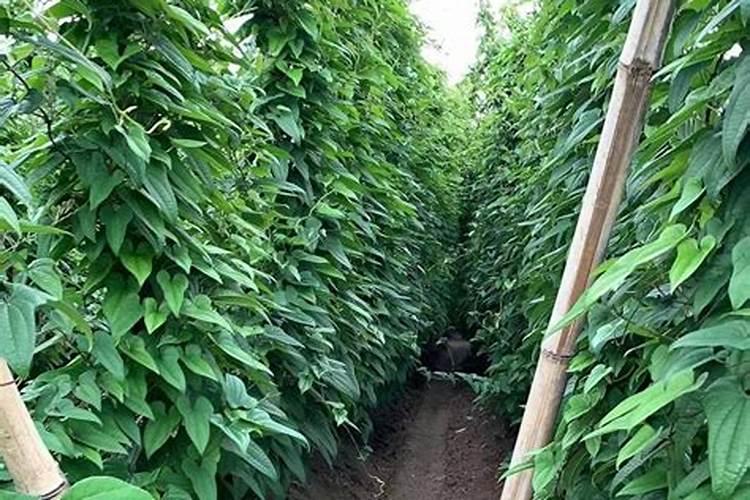 请问一下,山药种植与施肥