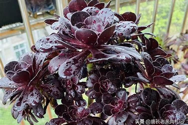 法师用什么肥料叶片又厚又肥