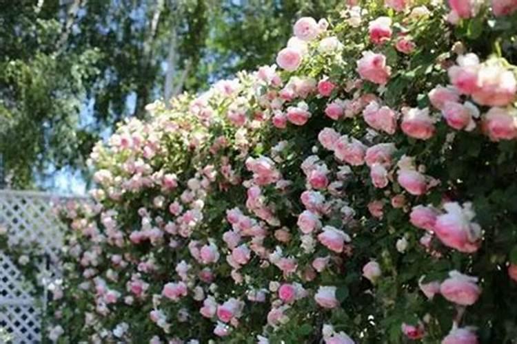 藤本月季怎么施肥,幼期氮肥为主生长期追施复合肥