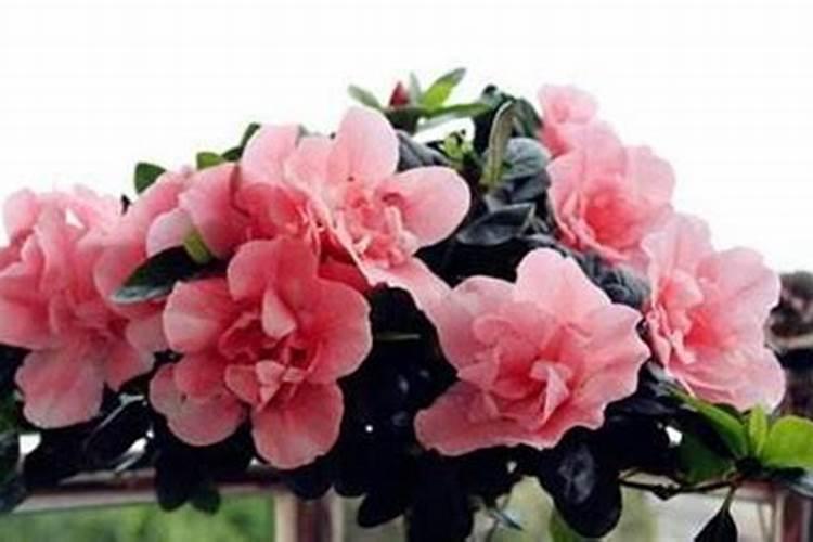 勒杜鹃和三角梅有什么不同