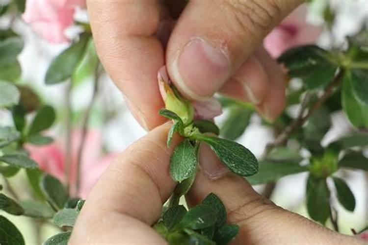 簕杜鹃和三角梅有什么区别？