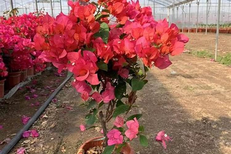 簕杜鹃是三角梅吗？