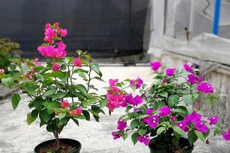 簕杜鹃和三角梅有什么不同