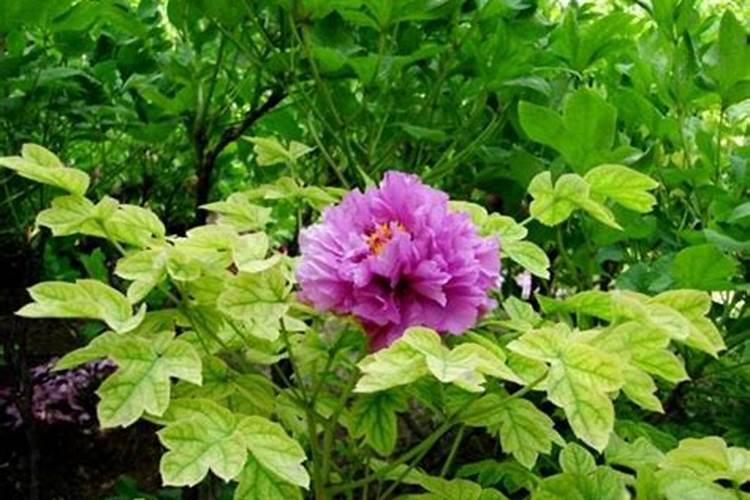 牡丹叶子发黄怎么办