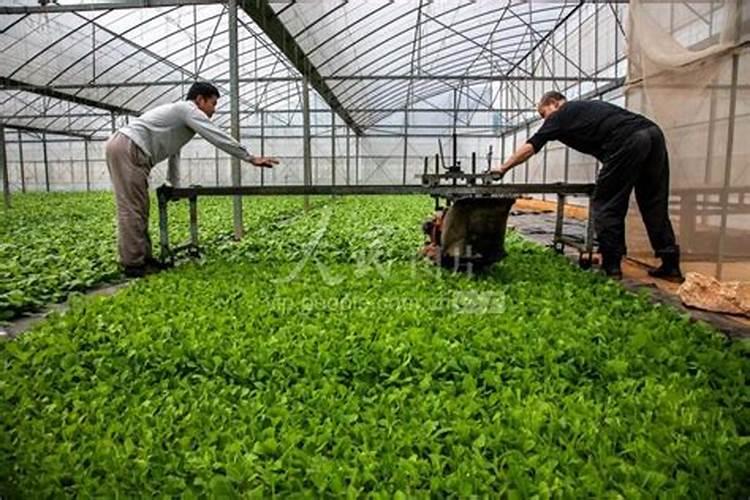 烟草施硫酸钾最佳时间 使用方法有哪些