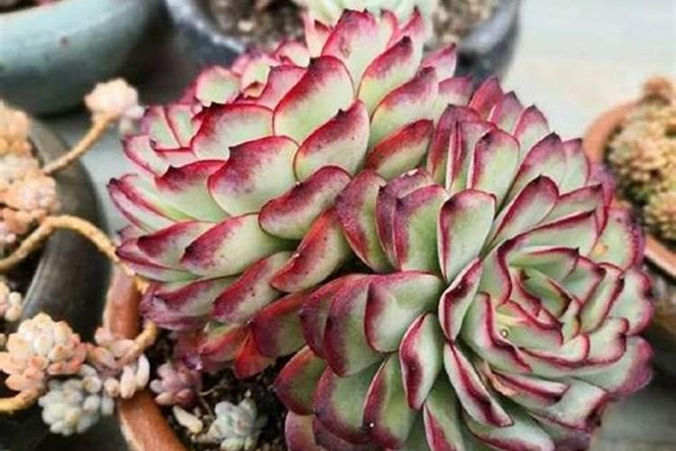 网购的多肉上盆能用多肉控释肥吗