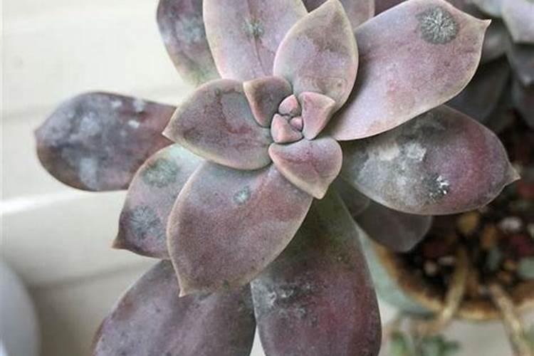 盆栽多肉植物施什么肥 该如何施肥