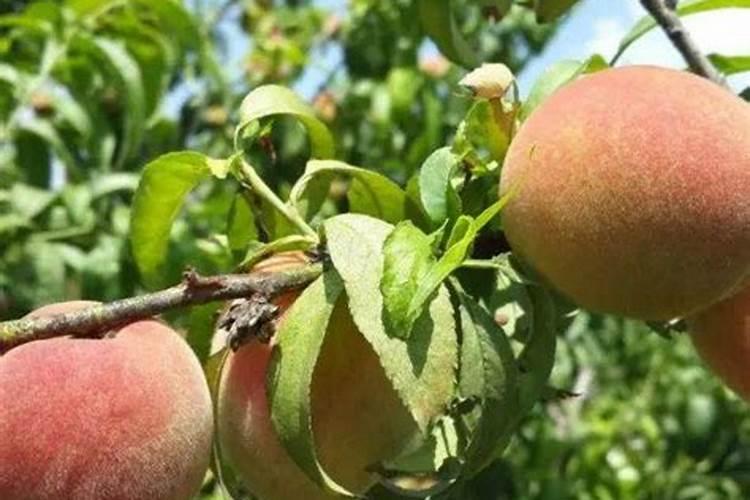 金秋砂糖桔着色了可以淋鱼蛋白水吗