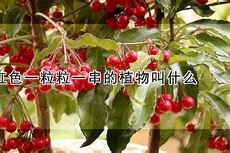 红色的肥料叫什么肥