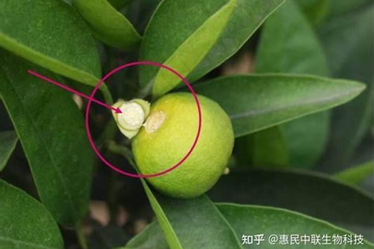 柠檬树补什么肥料最好