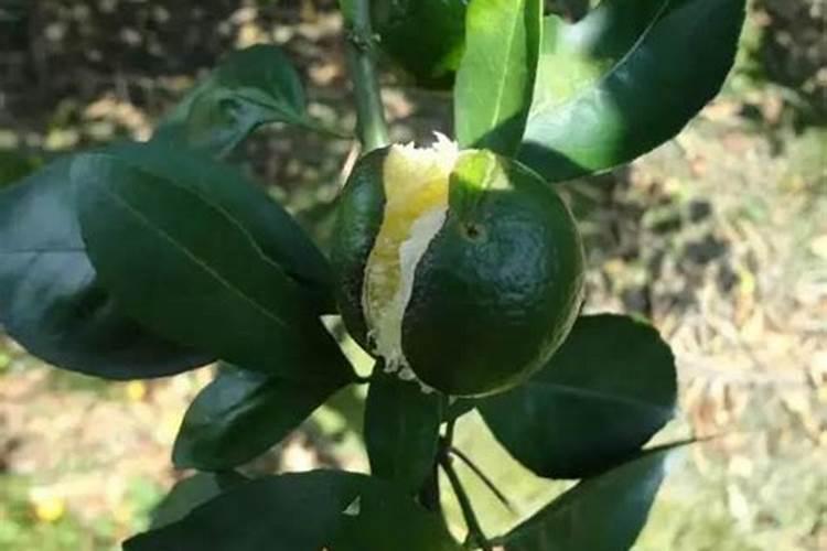 柑橘膨大期喷什么叶面肥结果多？座果期怎么用肥料？冲施什么肥