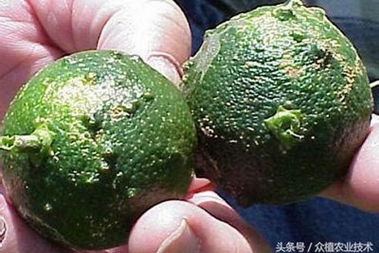 柑橘座果期冲施什么肥料好？柑橘保花保果叶面喷什么好？