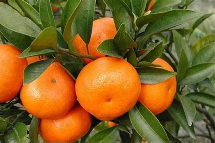 柑橘专用叶面肥哪个好？柑橘专用肥用什么好？柑橘肥料用“昆仑风”百度...