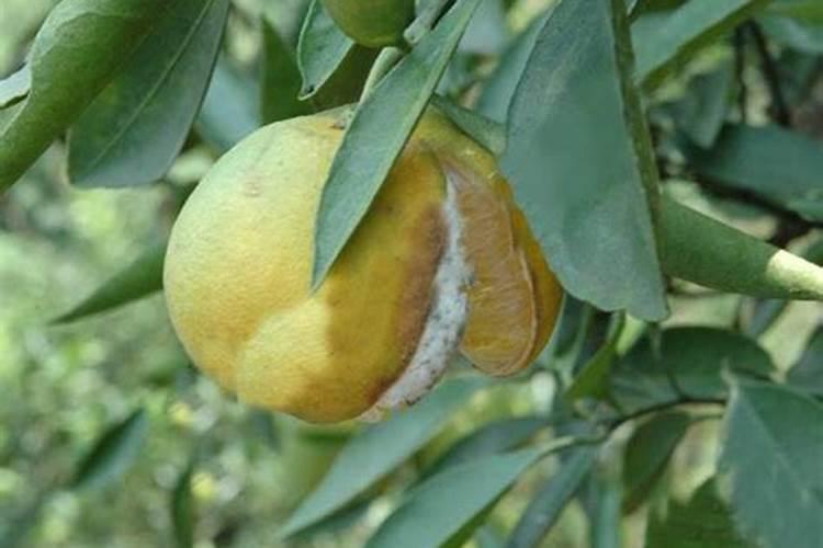 如何防治柑橘裂果病？