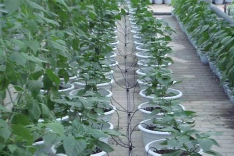 种植萝卜如何施硼肥呢？施硼肥的方法有哪些？