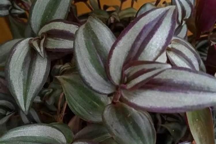 兰花换盆多长时间可以生根 兰花换盆多久可以生根