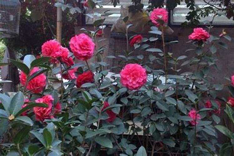 营养液可以直接浇花吗