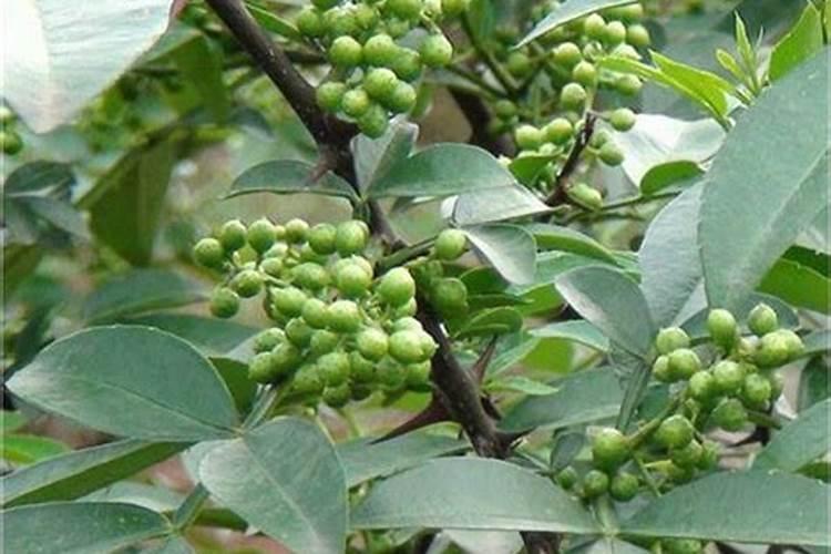 花椒树旱地水溶肥怎么施？