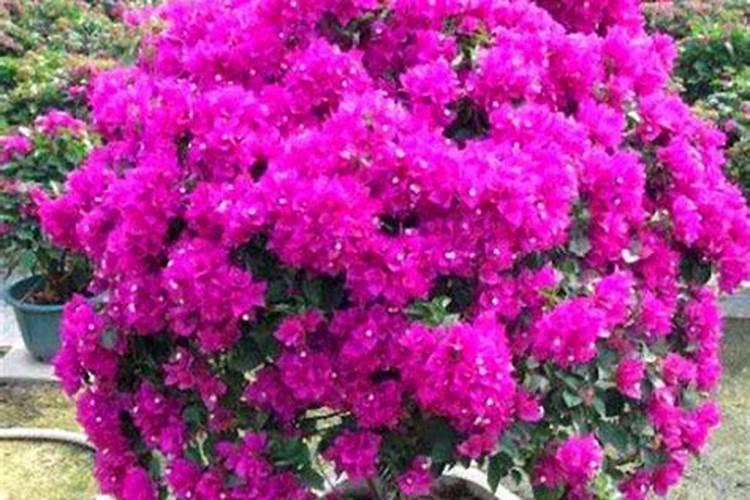 辣椒用什么有机肥