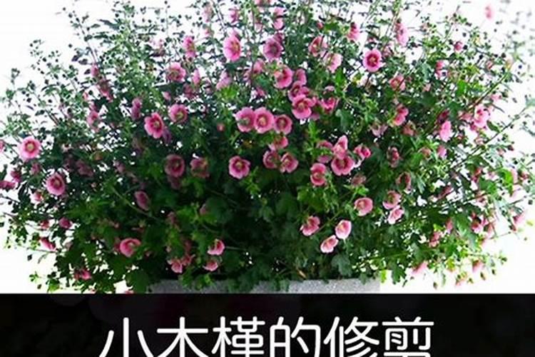 怎么让小木槿多开花