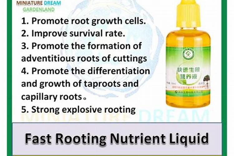 怎样使绿叶植物叶子绿