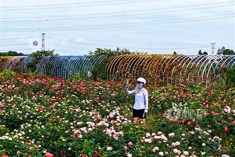 月季施什么肥(两种方案)