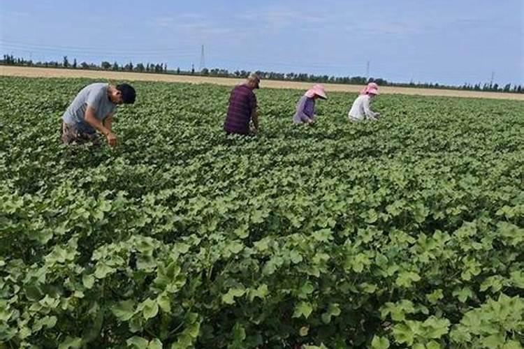 控释肥一次给多少