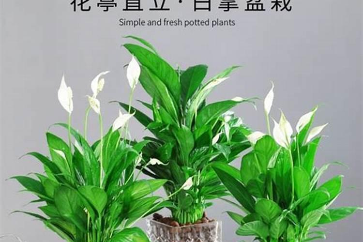 摆在办公室的绿植怎么施肥