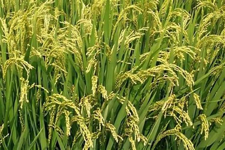 水稻后期施什么肥最好