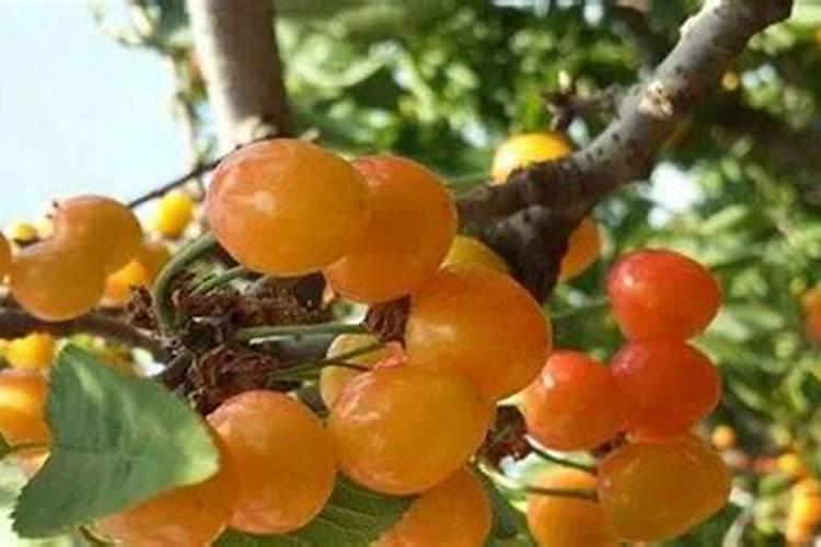 大樱桃追施月子肥用什么肥料好  百度宝宝知道