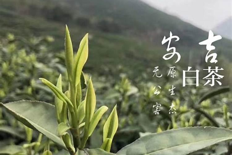 硼肥能做茶叶基肥吗？