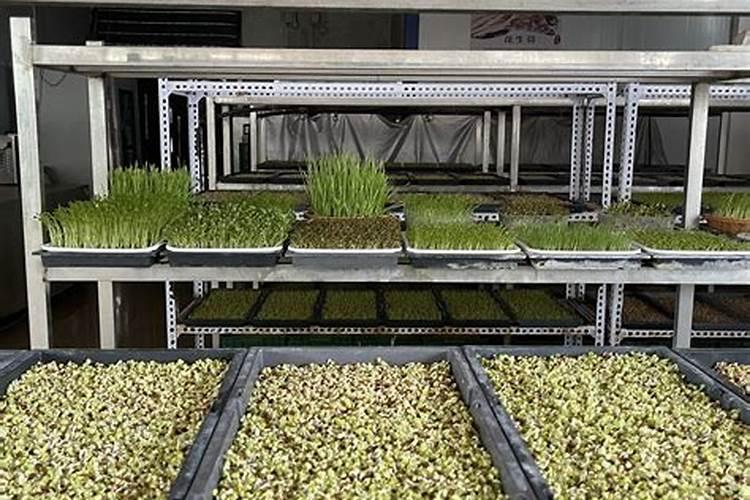 如何种植芽苗菜