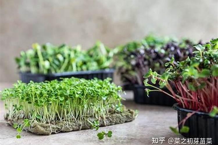 在高温季节无土种植芽苗菜的时候,怎样做才能够轻松过夏？