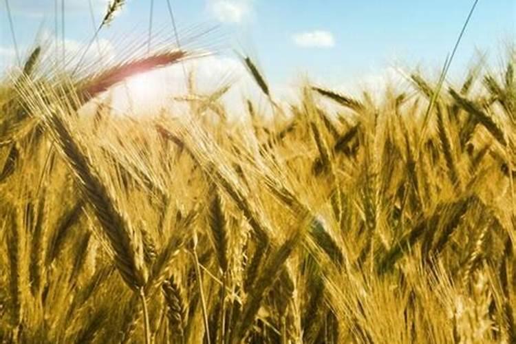 绣球花有花苞该怎样养护