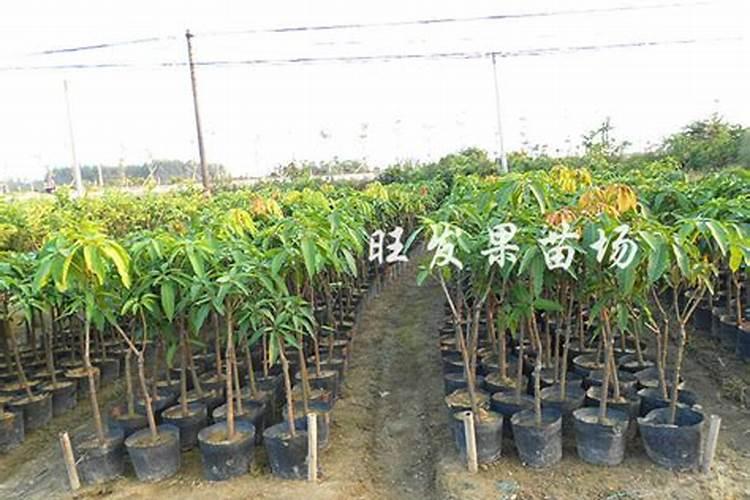 芒果修剪好以后施什么肥料好