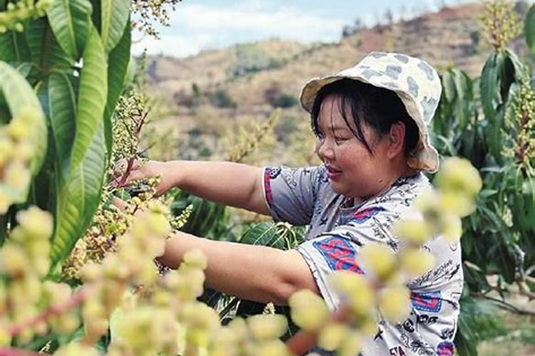 芒果幼苗怎么培养
