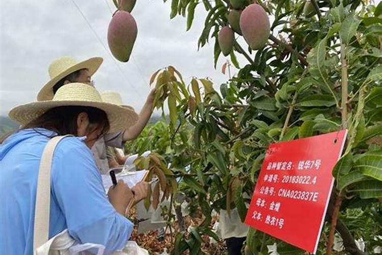 刚长出来的芒果苗怎么管理？