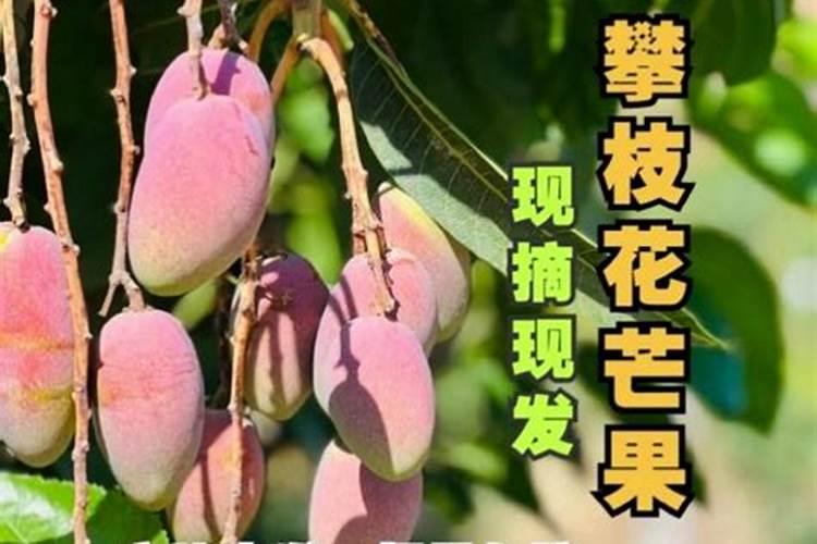 芒果控梢的作用