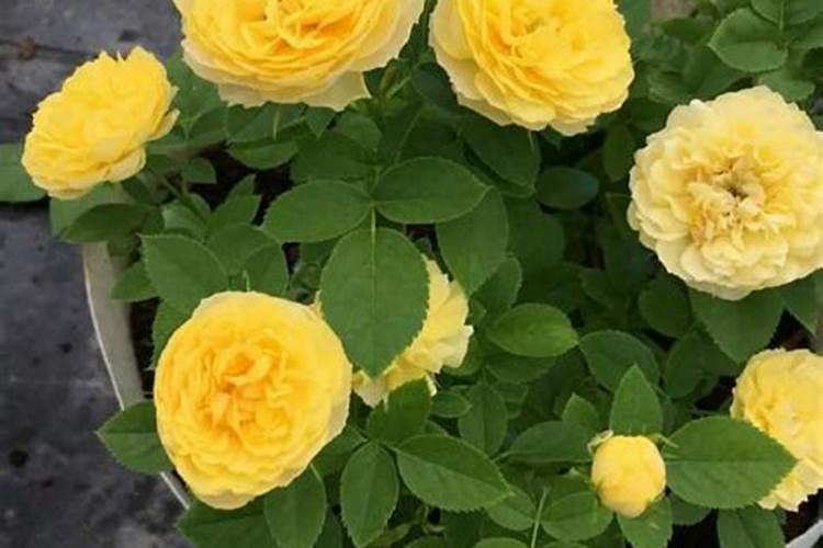 金丝雀月季优缺点(金丝雀月季无刺耐低温抗病能力好)