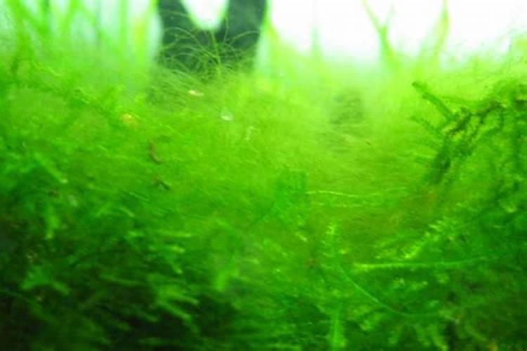 腐植酸钠在对虾养殖中的作用