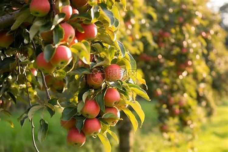 苹果树喷什么叶面肥好