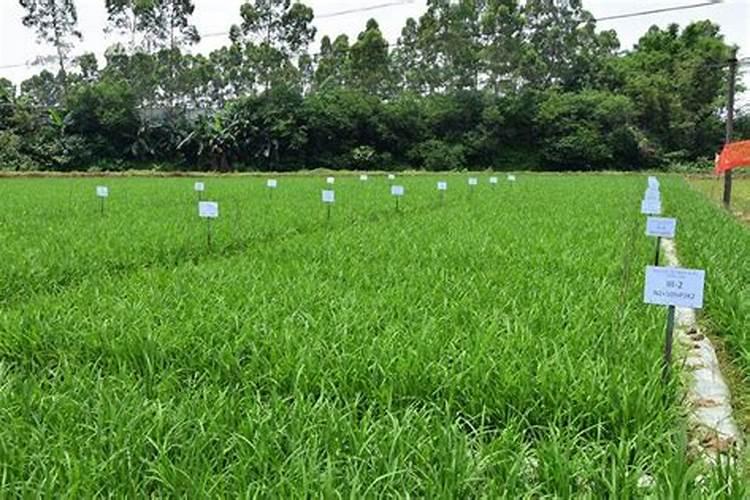 种瓜子一亩多少收入？