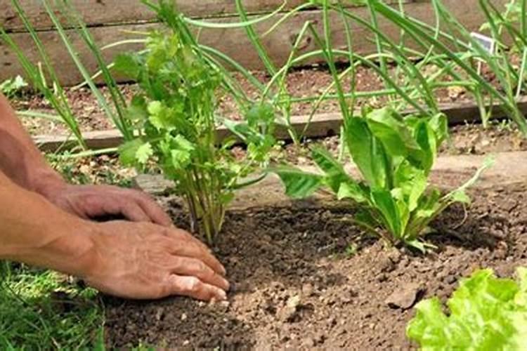 ...喷芸苔素00丨10亳升十胺鲜脂98℅2克这样量可以吗？