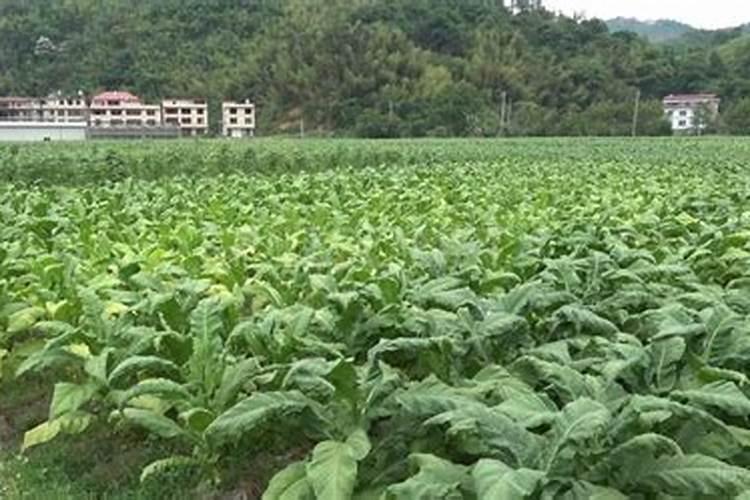 一亩烤烟用多少钾肥 什么时候施钾肥好