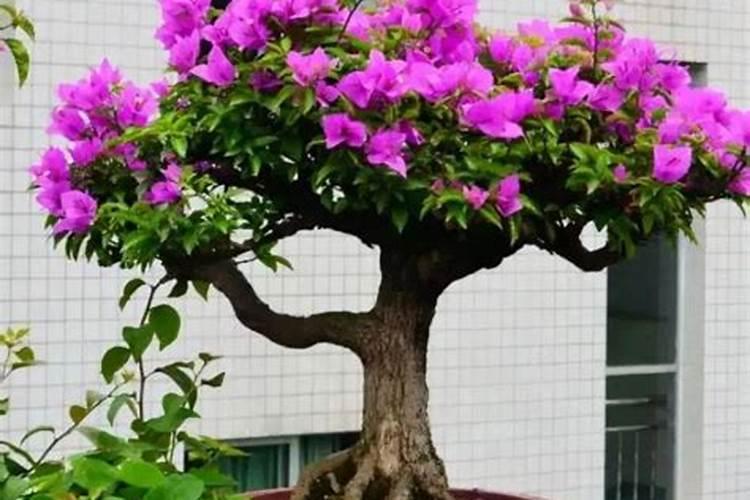 三角梅施肥什么肥最好 三角梅缺铁黄叶怎么追肥