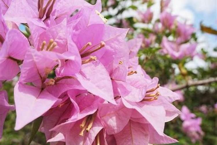 三角梅用什么肥料最好(三角梅自制肥料推荐)