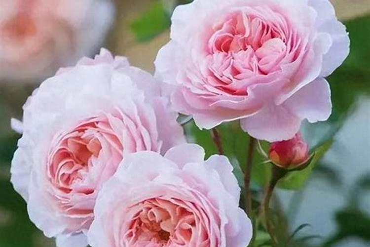 月季叶面喷什么肥好