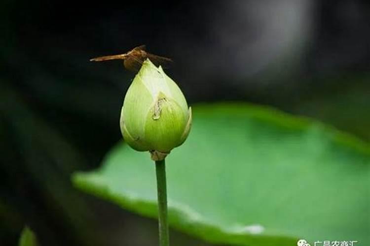 荷花竹的养殖方法和注意事项