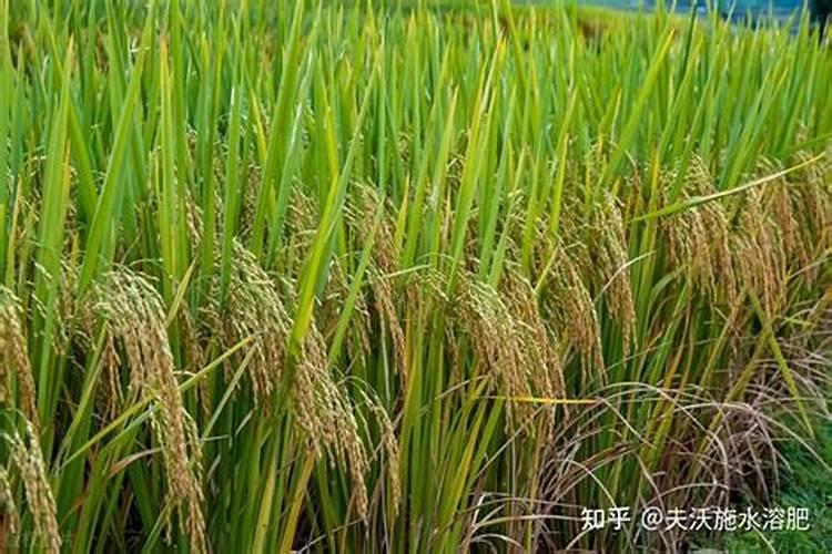 杏子树怎么育苗