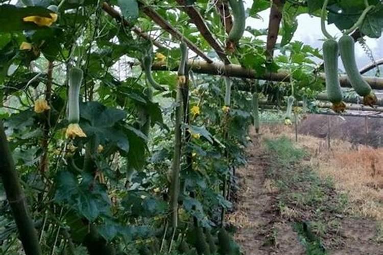 西瓜皮做肥料怎么做